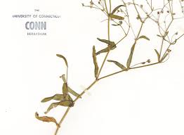 Image result for Gypsophila elegans