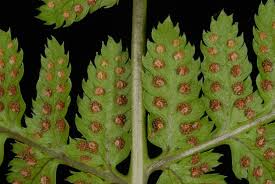 Attēlu rezultāti vaicājumam “Dryopteris carthusiana”
