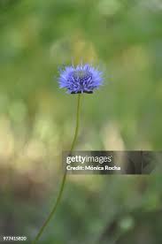 Attēlu rezultāti vaicājumam “Jasione montana”