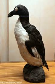 Image result for Pinguinus impennis