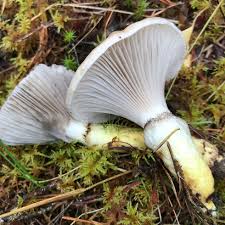 Attēlu rezultāti vaicājumam “Gomphidius glutinosus”