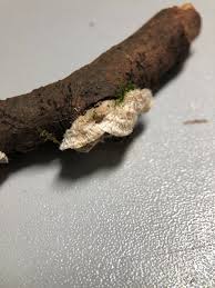 Attēlu rezultāti vaicājumam “Postia ptychogaster”