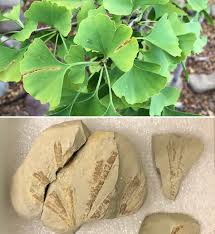 Attēlu rezultāti vaicājumam “Ginkgo biloba”