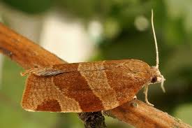 Attēlu rezultāti vaicājumam “Pandemis cinnamomeana”