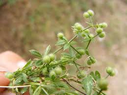 Attēlu rezultāti vaicājumam “Galium aparine fruit”