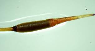 Attēlu rezultāti vaicājumam “Barbula unguiculata macro”