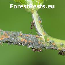 Attēlu rezultāti vaicājumam “Aphis farinosa”