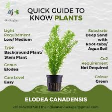 Attēlu rezultāti vaicājumam “Elodea canadensis leaf”