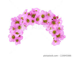 Attēlu rezultāti vaicājumam “Bergenia crassifolia flower”