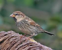 Image result for Passer hispaniolensis