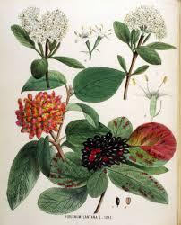 Attēlu rezultāti vaicājumam “Viburnum lantana”