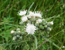 Attēlu rezultāti vaicājumam “Cirsium arvense flower”