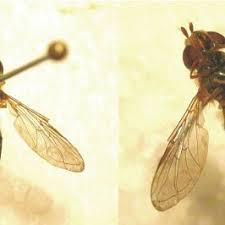 Attēlu rezultāti vaicājumam “Eupeodes nielseni”