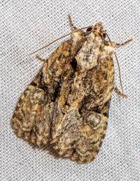 Attēlu rezultāti vaicājumam “Oligia sp.”