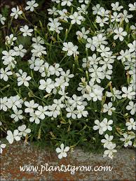 Attēlu rezultāti vaicājumam “Dianthus deltoides bud”