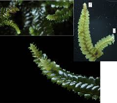 Attēlu rezultāti vaicājumam “Lophocolea coadunata”