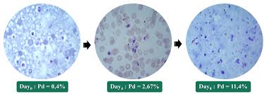 Attēlu rezultāti vaicājumam “Enteridium variabile plasmodium”