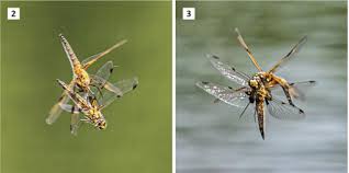 Attēlu rezultāti vaicājumam “Libellula quadrimaculata eggs”