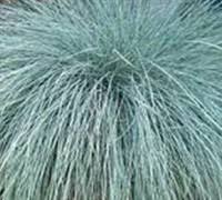 Attēlu rezultāti vaicājumam “Festuca ovina fruit”