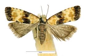 Attēlu rezultāti vaicājumam “Eupoecilia angustana”