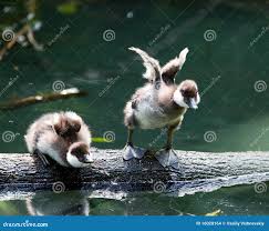 Attēlu rezultāti vaicājumam “Bucephala clangula juvenile”