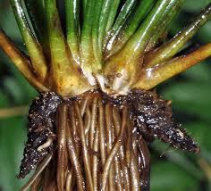 Attēlu rezultāti vaicājumam “Isoetes lacustris leaf”