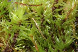 Attēlu rezultāti vaicājumam “Dicranum bonjeanii”