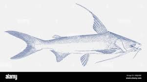 Image result for Bagre marinus