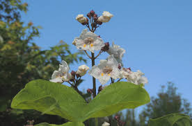 Attēlu rezultāti vaicājumam “Cenolophium denudatum leaf”