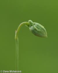 Attēlu rezultāti vaicājumam “Viola uliginosa bud”
