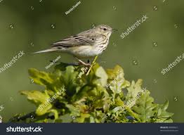 Attēlu rezultāti vaicājumam “Anthus trivialis adult”