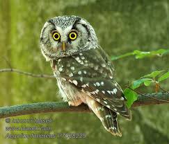 Image result for Aegolius funereus