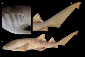 Image result for Ginglymostoma unami