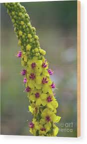 Image result for Verbascum nigrum
