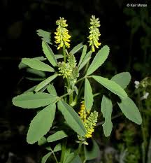 Attēlu rezultāti vaicājumam “Melilotus wolgicus”