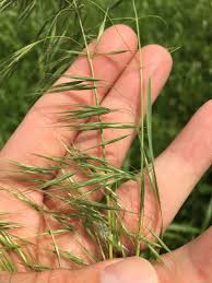 Attēlu rezultāti vaicājumam “Anisantha tectorum”