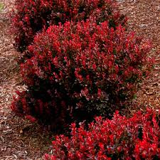 Attēlu rezultāti vaicājumam “Cribraria rubiginosa”