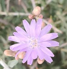 Attēlu rezultāti vaicājumam “Lactuca tatarica flower”