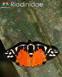 Attēlu rezultāti vaicājumam “Riodinidae”