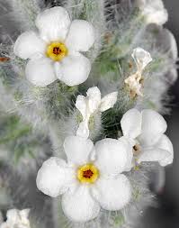 Attēlu rezultāti vaicājumam “Cribraria oregana”