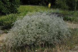 Attēlu rezultāti vaicājumam “Gypsophila paniculata”
