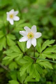 Attēlu rezultāti vaicājumam “Anemone nemorosa leaf”