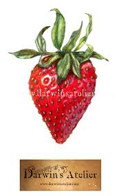 Attēlu rezultāti vaicājumam “Fragaria x ananassa”