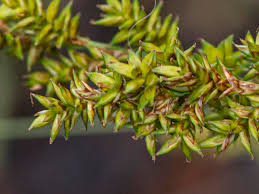 Attēlu rezultāti vaicājumam “Carex elongata”
