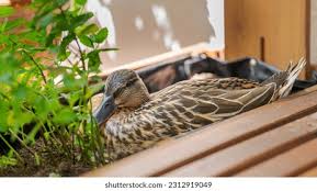 Attēlu rezultāti vaicājumam “Anas platyrhynchos eggs”