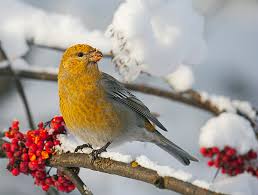 Attēlu rezultāti vaicājumam “Pinicola enucleator”