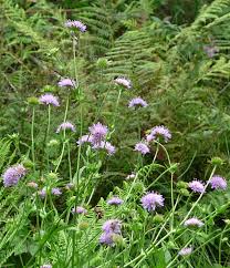 Image result for Knautia dipsacifolia