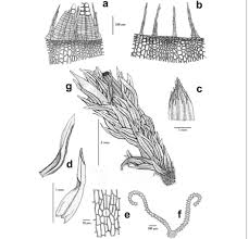 Attēlu rezultāti vaicājumam “Orthotrichum, Nyholmiella”