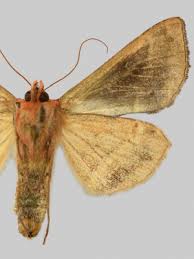 Attēlu rezultāti vaicājumam “Autographa excelsa”