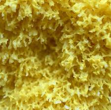 Attēlu rezultāti vaicājumam “Fuligo septica cf. rufa plasmodium”